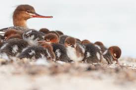 Attēlu rezultāti vaicājumam “Mergus serrator female”