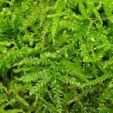 Attēlu rezultāti vaicājumam “Eurhynchium striatum”