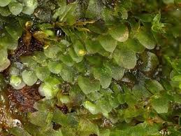 Attēlu rezultāti vaicājumam “Calypogeia sphagnicola”