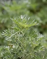 Attēlu rezultāti vaicājumam “Artemisia absinthium leaf”