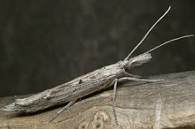 Attēlu rezultāti vaicājumam “Ypsolophidae”