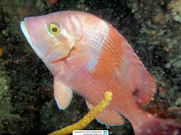 Image result for Chrysoblephus cristiceps