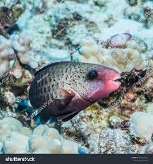 Image result for Chlorurus sordidus