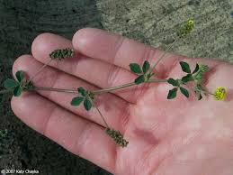 Attēlu rezultāti vaicājumam “Medicago lupulina bud”