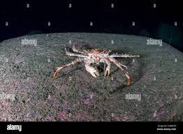 Image result for Lithodes maja
