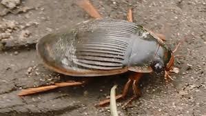 Attēlu rezultāti vaicājumam “Dytiscus dimidiatus”