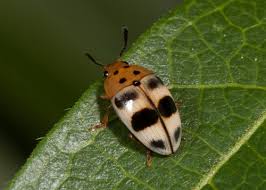 Attēlu rezultāti vaicājumam “Triplax russica”