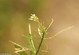 Attēlu rezultāti vaicājumam “Cardamine impatiens flower”
