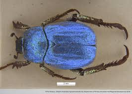 Attēlu rezultāti vaicājumam “Hoplia parvula imago”