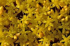 Image result for Sedum acre