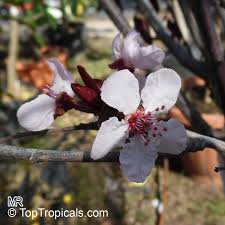 Attēlu rezultāti vaicājumam “Prunus cerasifera var. divaricata flower”