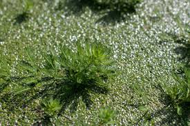 Attēlu rezultāti vaicājumam “Haloragaceae”
