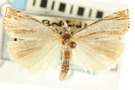 Attēlu rezultāti vaicājumam “Crambus heringiellus”