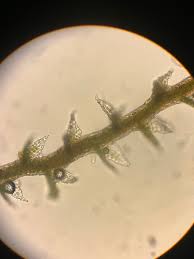 Attēlu rezultāti vaicājumam “Cephaloziella elachista macro”