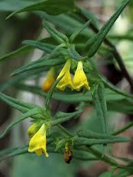 Attēlu rezultāti vaicājumam “Melampyrum sylvaticum”