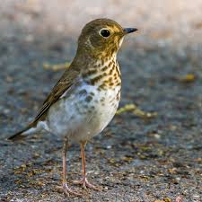 Image result for Catharus ustulatus