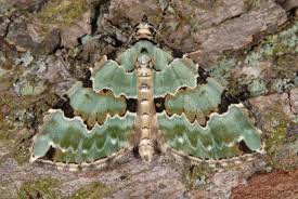 Attēlu rezultāti vaicājumam “Colostygia pectinataria female”