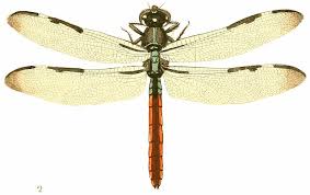 Attēlu rezultāti vaicājumam “Odonata”