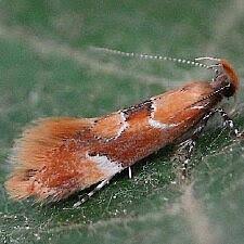 Attēlu rezultāti vaicājumam “Epicallima formosella”