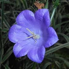 Attēlu rezultāti vaicājumam “Campanula persicifolia”