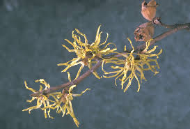 Attēlu rezultāti vaicājumam “Hamamelis”