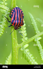 Attēlu rezultāti vaicājumam “Graphosoma lineatum”