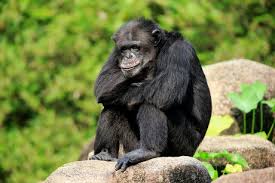 Attēlu rezultāti vaicājumam “Troglodytes troglodytes adult”