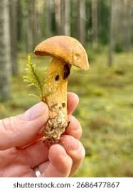 Attēlu rezultāti vaicājumam “Leccinum versipelle”