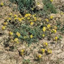 Attēlu rezultāti vaicājumam “Anthyllis maritima”