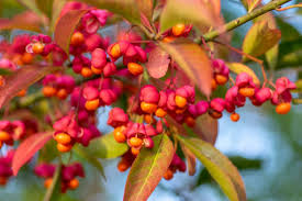 Attēlu rezultāti vaicājumam “Euonymus europaeus fruit”