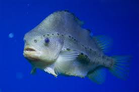 Image result for Cyclopterus lumpus