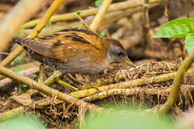 Image result for Porzana parva