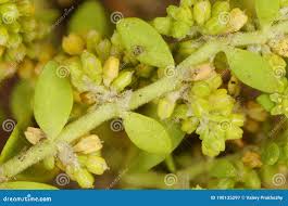 Attēlu rezultāti vaicājumam “Herniaria glabra flower”