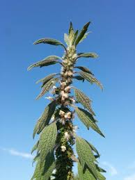 Attēlu rezultāti vaicājumam “Leonurus quinquelobatus”