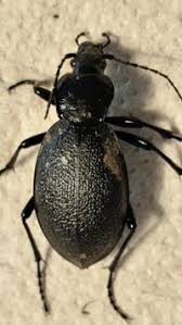 Attēlu rezultāti vaicājumam “Carabus coriaceus”