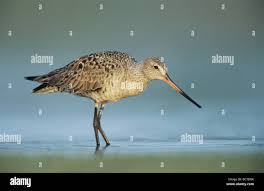 Image result for Limosa haemastica