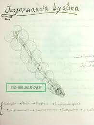 Attēlu rezultāti vaicājumam “Jungermannia hyalina”