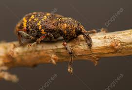 Attēlu rezultāti vaicājumam “Hylobius abietis”