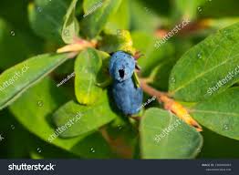 Attēlu rezultāti vaicājumam “Lonicera caerulea var. pallasii fruit”