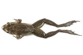 Attēlu rezultāti vaicājumam “Ranidae”