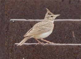 Attēlu rezultāti vaicājumam “Galerida cristata”