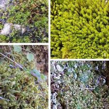 Attēlu rezultāti vaicājumam “Seligeria donniana sporophyte”