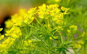 Image result for Wolfsmilch