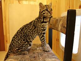 Image result for оцелот