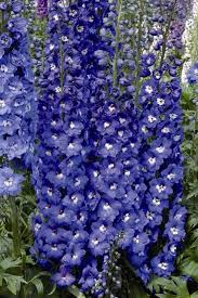 Attēlu rezultāti vaicājumam “Delphinium elatum”