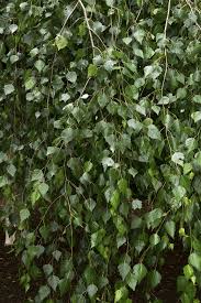 Attēlu rezultāti vaicājumam “Diderma cingulatum young”