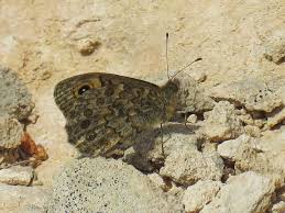 Attēlu rezultāti vaicājumam “Lasiommata maera underside”