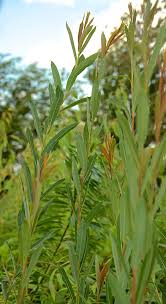 Attēlu rezultāti vaicājumam “Salix purpurea”