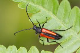 Attēlu rezultāti vaicājumam “Stenurella melanura”