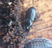 Attēlu rezultāti vaicājumam “Pterostichus oblongopunctatus”